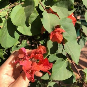 Meet your Posher, Stacy